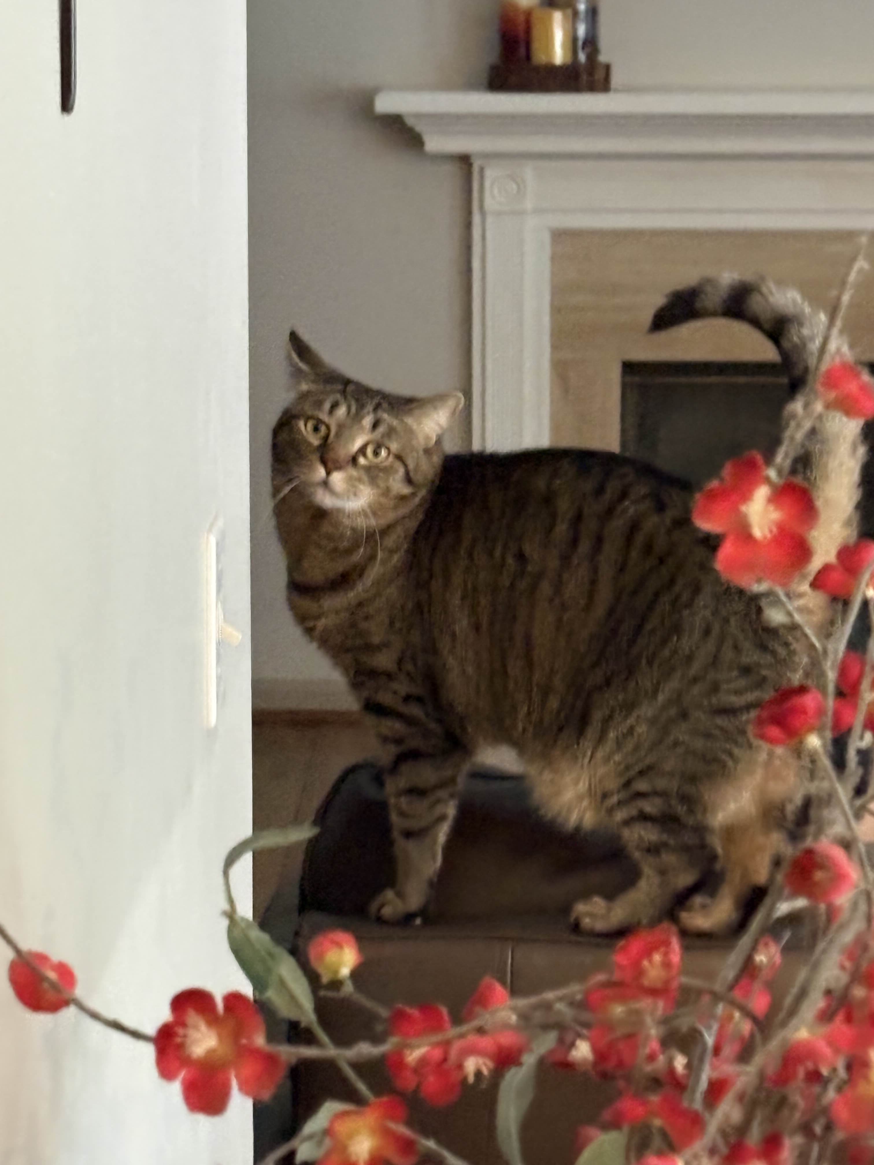 tipper standing in front of flowers