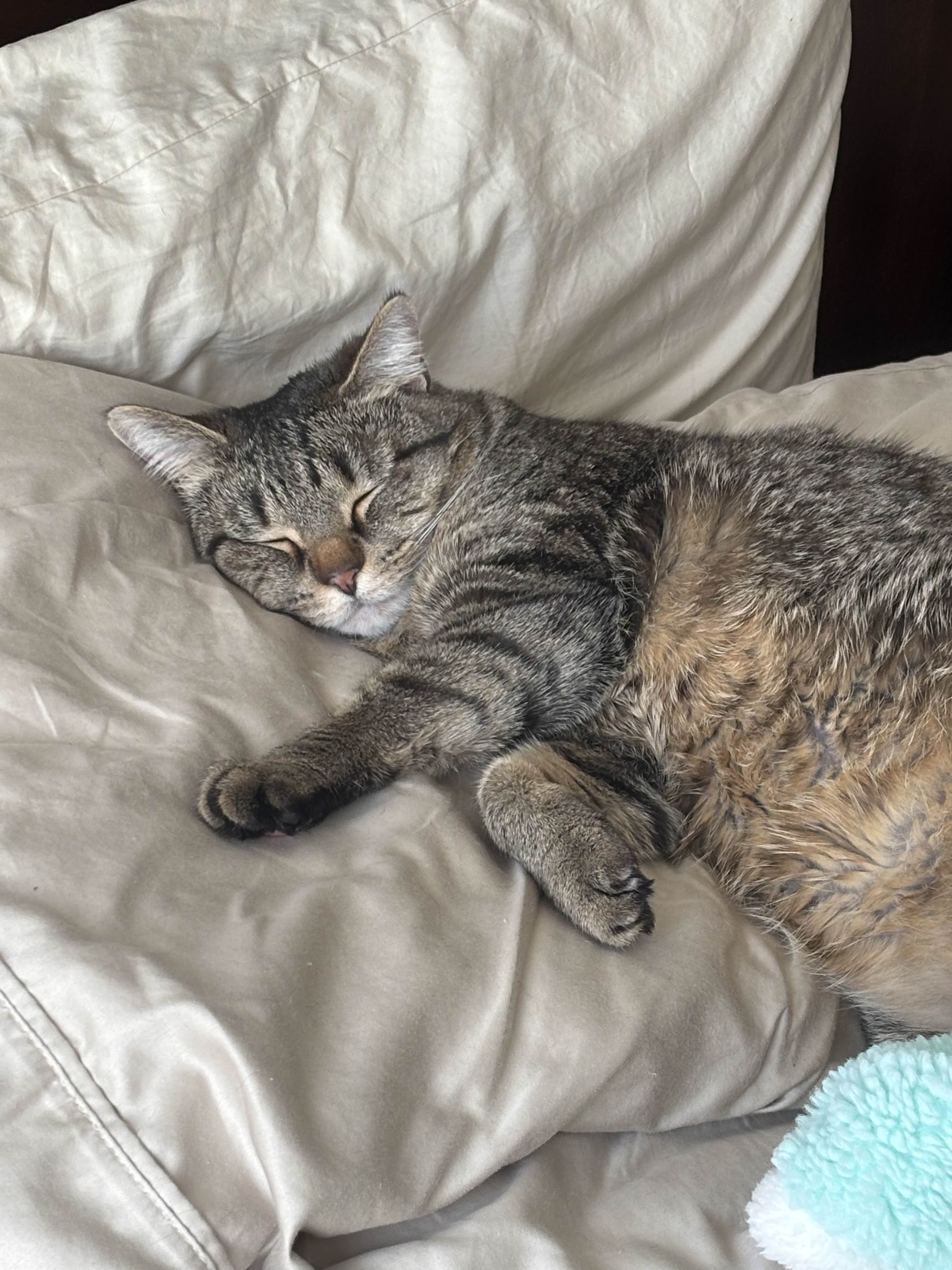 tipper sleeping